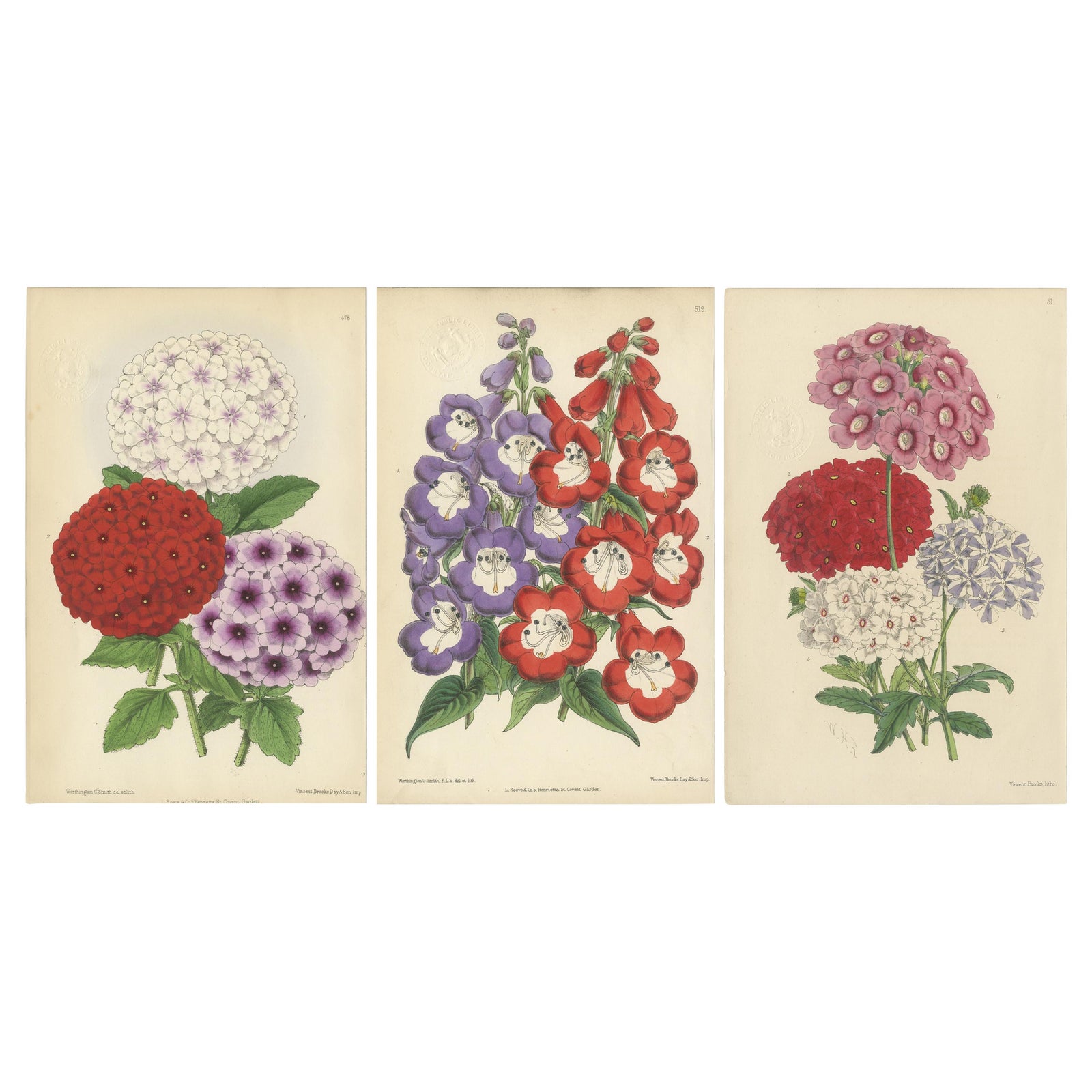 Set of 3 Antique Botany Prints, Mixed Colors, by Brooks 'c.1870'
