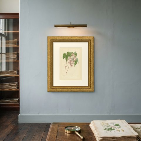 Epimedium Violaceum Grandiflorum, Barrenwort Chromolithograph, 1859, shown framed on a wall, true to size