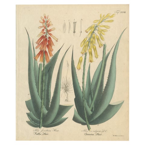 Antique Botanical Print of Aloe Socotrina & Aloe Vulgaris, c.1831