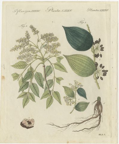 Manna Ash and Sarsaparilla Medicinal Plants, Antique Bertuch Print, circa 1805, view 2