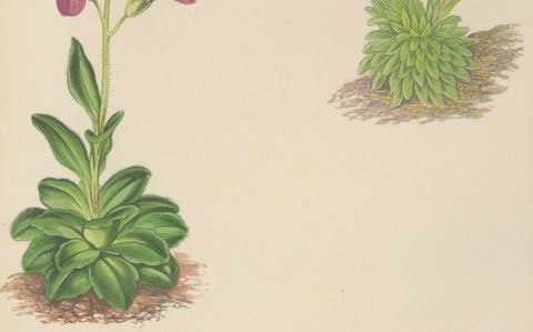 Alpine Botanical Lithograph of Arabis Blepharophylla and Saxifraga Ambigua, 1874, close-up 2