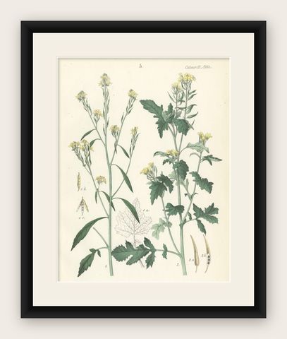 Hand-Colored Botanical Lithograph of Wild Mustard and Charlock, Calwer, 1854, shown framed