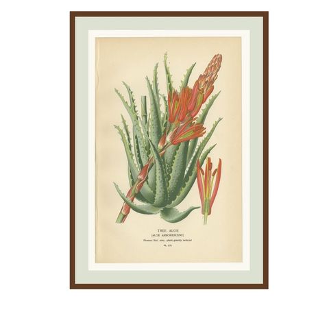 Antique Botanical Lithographs, Gasteria, Aloe & Yucca, 1897, close-up 1