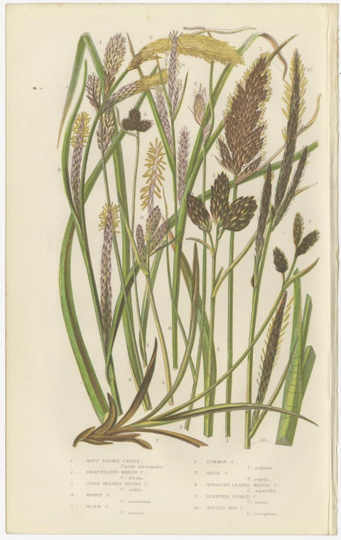 Hard Fern and Common Brake Fern Prints, Hand-Colored Botanical Engravings, 1873, view 2