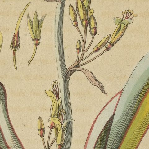 New Zealand Flax with Flower Details, Antique Bertuch Print, circa 1815, close-up 3