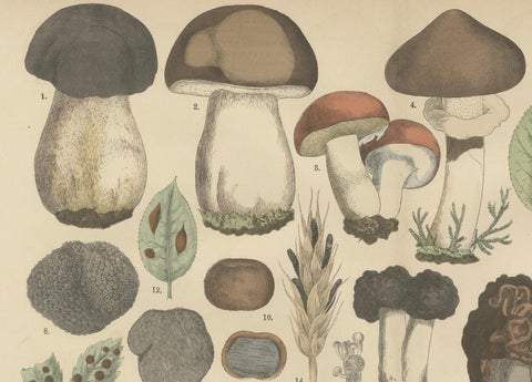 Morels & Truffles, Antique Botanical Lithograph, European Fungi 1885, close-up 4