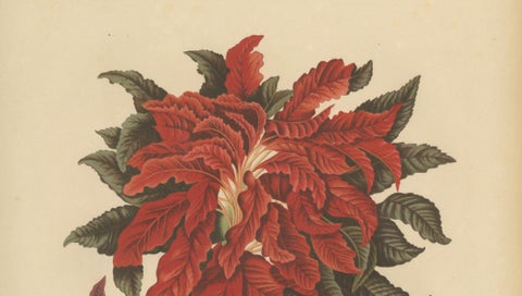 Original Antique Botanical Chromolithograph of Joseph's Coat, ca.1880, close-up 2