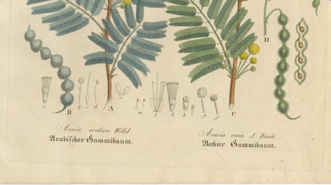 Antique Gum Arabic Botanical Print, Acacia Arabica & Acacia Vera, c.1831, close-up 4