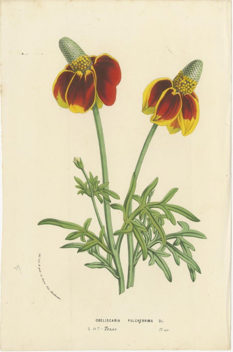 Flora Illustrated: A Collection of 19th Century Botanical Art, Published c.1875, view 4