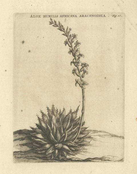 Aloe Humilis Africana Botanical Engraving from Caspar Commelin's Work, 1706, close-up 3