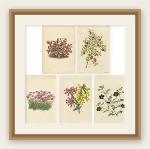 Set of 5 Antique Botany Prints, Mixed Colors, by Brooks 'c.1870', shown framed
