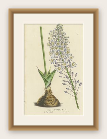 Natal Squill Botanical Illustration by Louis van Houtte, 19th Century, shown framed