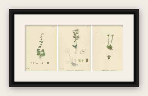 Hand-Colored Botanical Engravings of Alpine and Meadow Saxifrages, 1902, shown framed