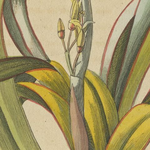 New Zealand Flax with Flower Details, Antique Bertuch Print, circa 1815, close-up 4
