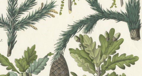 Hand-Colored Botanical Lithograph of Spruce, Oak, Currant, 1854, close-up 2