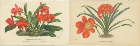 Vibrant Orchid and Clivia: A Botanical Duo from Van Houtte's Collection, c.1875, view 4