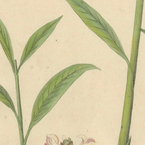 Antique Ginger Botanical Print, Zingiber Officinale, c.1831, close-up 4