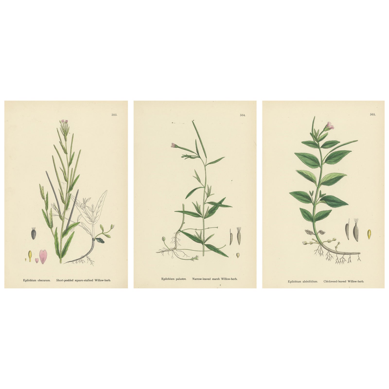 Hand-Colored Botanical Engravings of Marsh and Square-Stalked Willow-Herbs, 1902