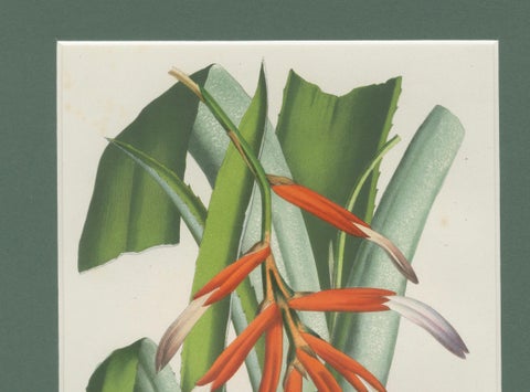 Billbergia liboniana, A Rare 19th-Century Botanical Illustration by van Houten, close-up 1