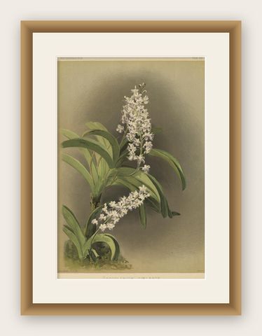 Antique Botanical Print, Lavender-White Orchid Saccolabium coeleste, ca.1888, shown framed