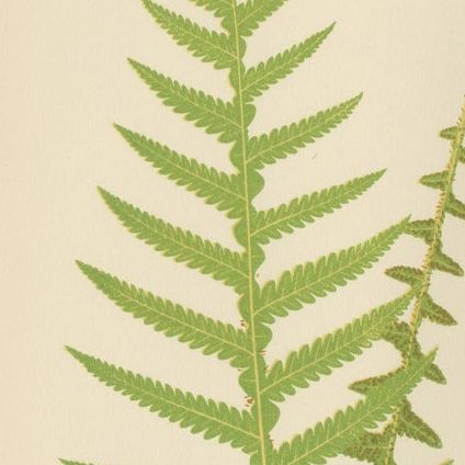 Antique Hand-Colored Fern Prints, Didymochlaena, Aspidium, 19th Century, close-up 2