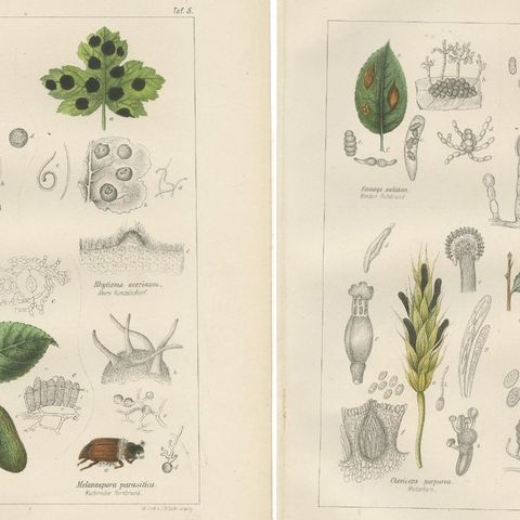 Set of 5 Antique Mycology Prints of Various Fungi, 1875, close-up 1