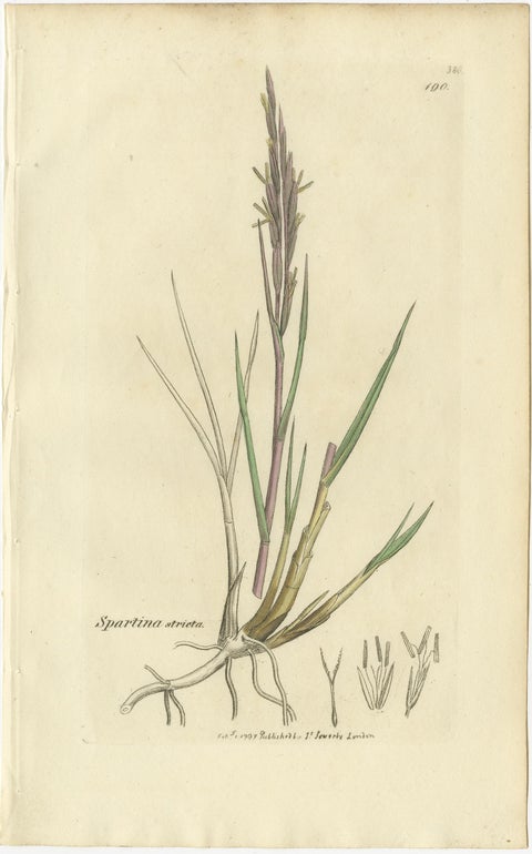 Set of 9 Antique Botanical Engravings of Grasses & Wildflowers, c.1830, view 7