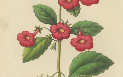 Red Achimenes Flower Botanical Lithograph, Charles Morren, 1845, close-up 3