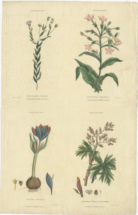 Old Botanical Quartet: Portraits of Flax, Tobacco, Saffron, and Patience, 1823, view 2