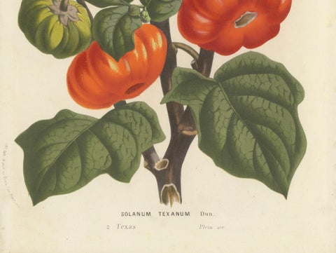 Texas Nightshade Botanical Illustration, Lithograph, 19th Century, close-up 3