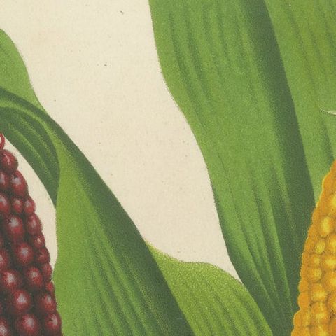 Vibrant Varieties: Showcasing Red and Yellow Maize in Botanical Art, c. 1875, close-up 5