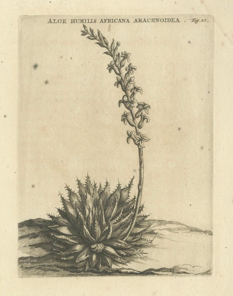 Aloe Humilis Africana Botanical Engraving from Caspar Commelin's Work, 1706, close-up 6