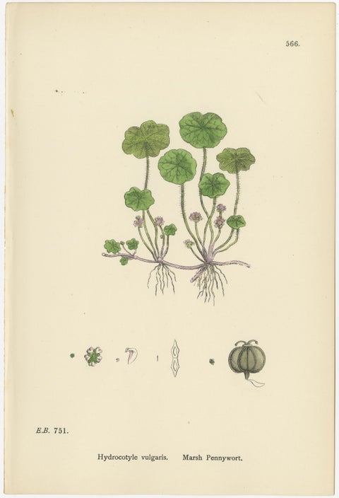 Hand-Colored Botanical Engravings of Marsh Pennywort, Astrantia & Sanicle, 1902, view 2