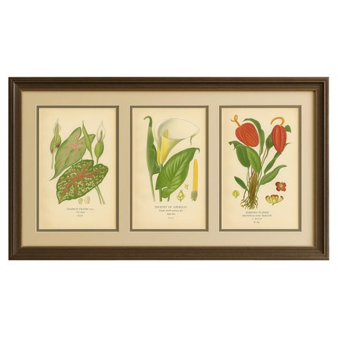 Antique Botanical Lithographs, Caladium, Arum Lily & Flamingo Flower, c.1897