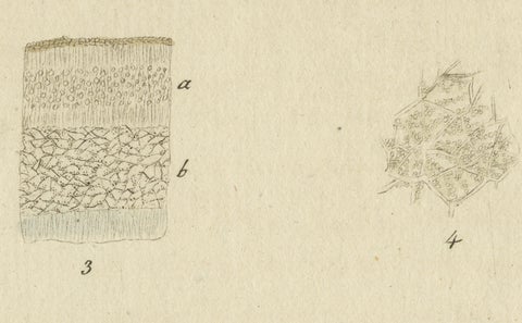 Hand-Colored Engraving of Shield Lichen, Parmelia saxatilis, by F. Guimpel, 1819, close-up 1