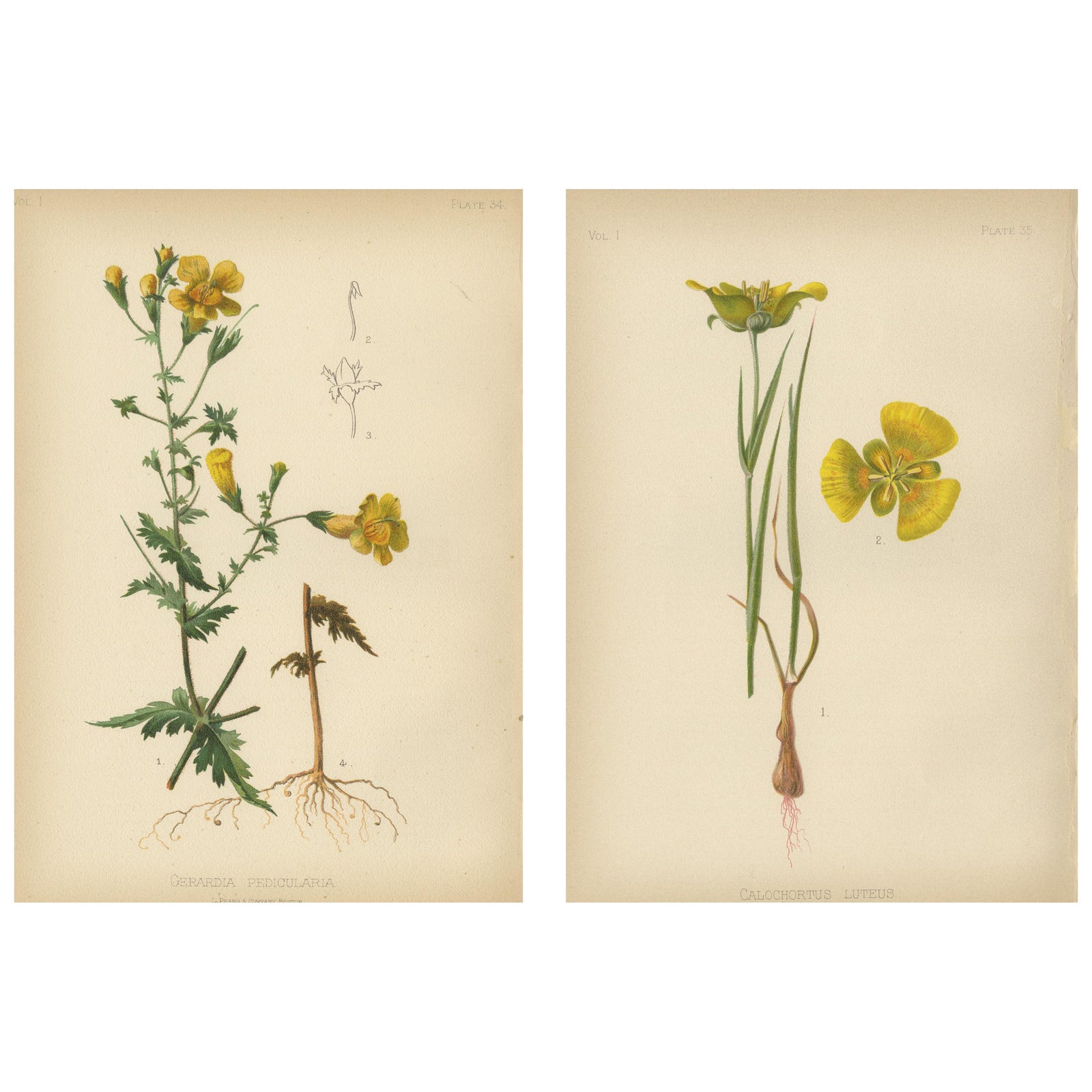 Native US Flora, Two Original Botanical Chromolithograps, 1879