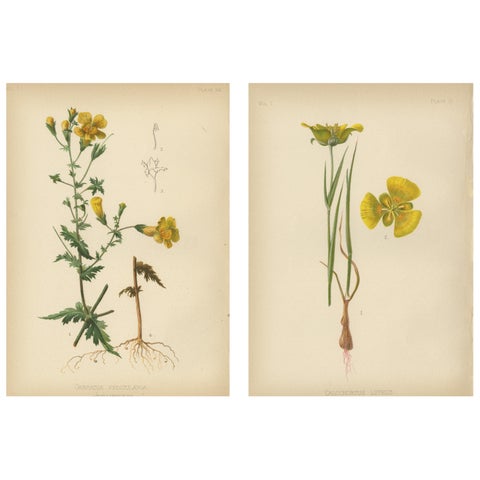 Native US Flora, Two Original Botanical Chromolithograps, 1879