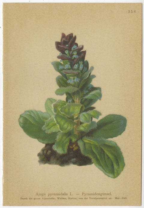 Antique Botanical Prints Alpine Flora Set of 8, Chromolithographs, 1897, view 7