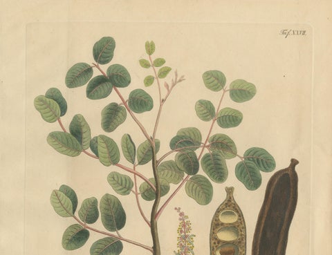 Antique Carob Botanical Print, Ceratonia Siliqua, Hand Colored, c.1831, close-up 1