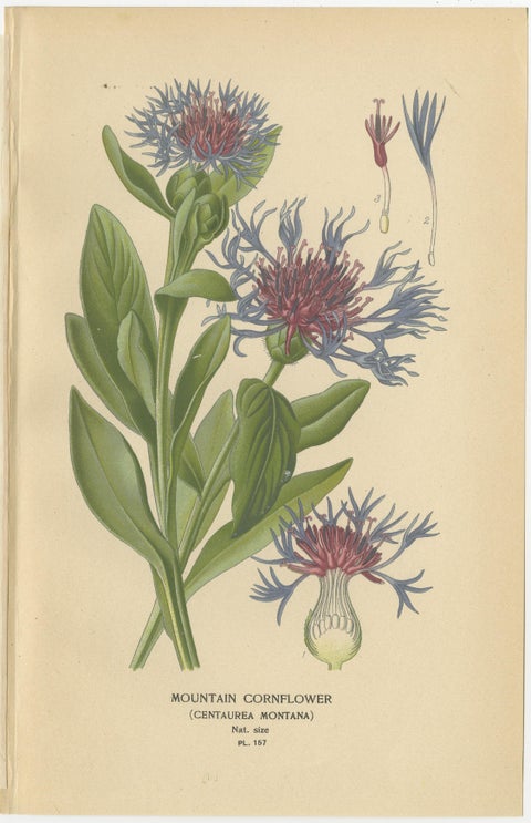 1897 Antique Botanical Prints, Cornflower, Immortelle, Canterbury Bells, view 3