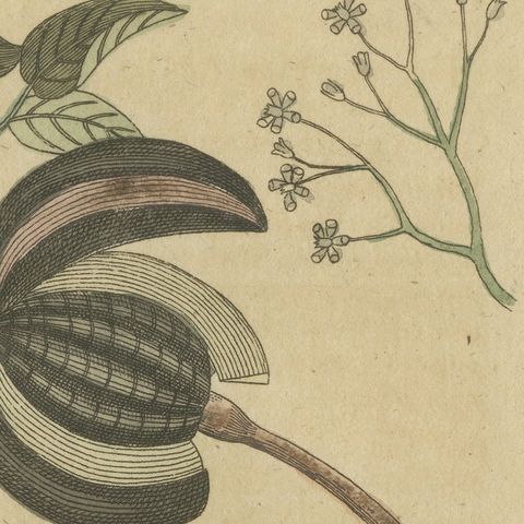 Mahogany Tree and Logwood, Antique Bertuch Print, circa 1805, close-up 6