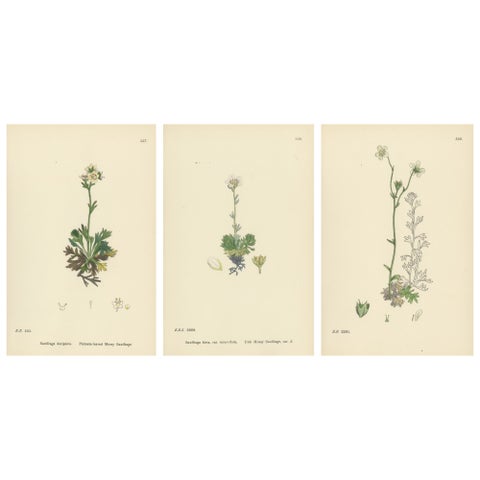 Hand-Colored Botanical Engravings of Palmate and Mossy Saxifrages, 1902