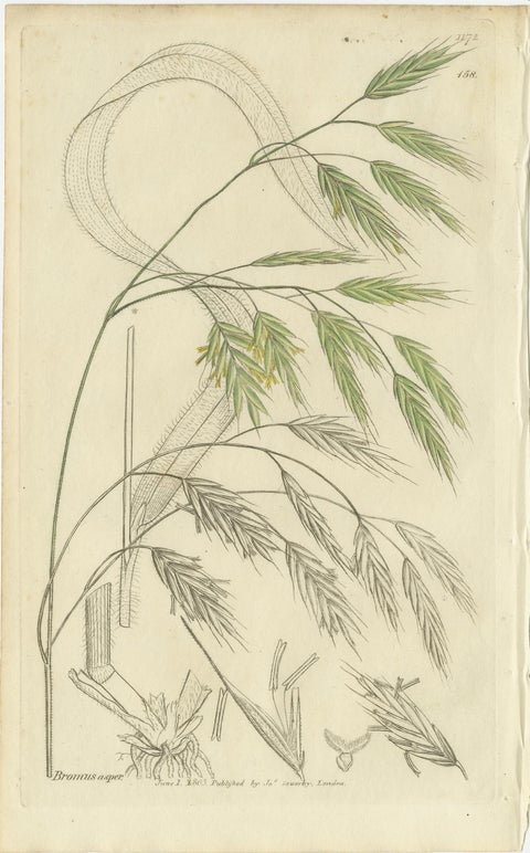 Set of 8 Antique Botanical Engravings of Bromus (Brome Grasses), c.1830, view 7