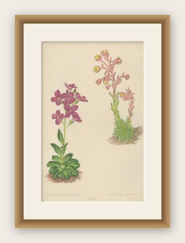 Alpine Botanical Lithograph of Arabis Blepharophylla and Saxifraga Ambigua, 1874, shown framed