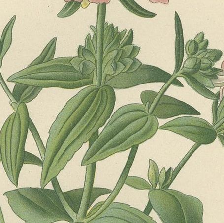 Antique Botany Print of Collinsia Heterophylla by Watson, 1897, close-up 2