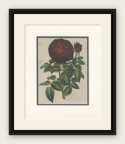 Antique Botany Print of a Rose by Van Houtte 'c.1880', shown framed