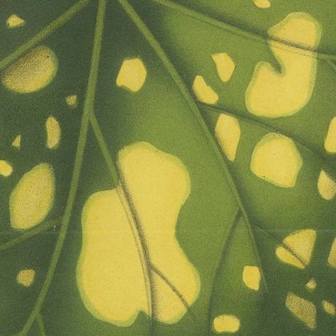 Botanical Illustration of Farfugium grande Leaf, 1854-1855 Lithograph Print, close-up 6