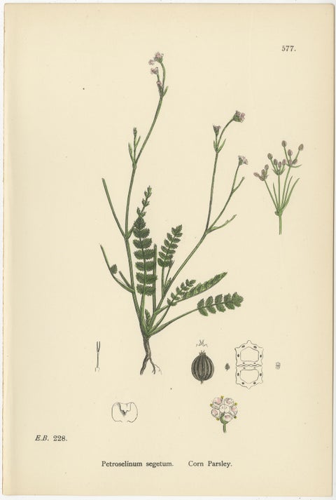 Hand-Colored Botanical Engravings of Water-Parsnip and Parsley Varieties, 1902, view 4