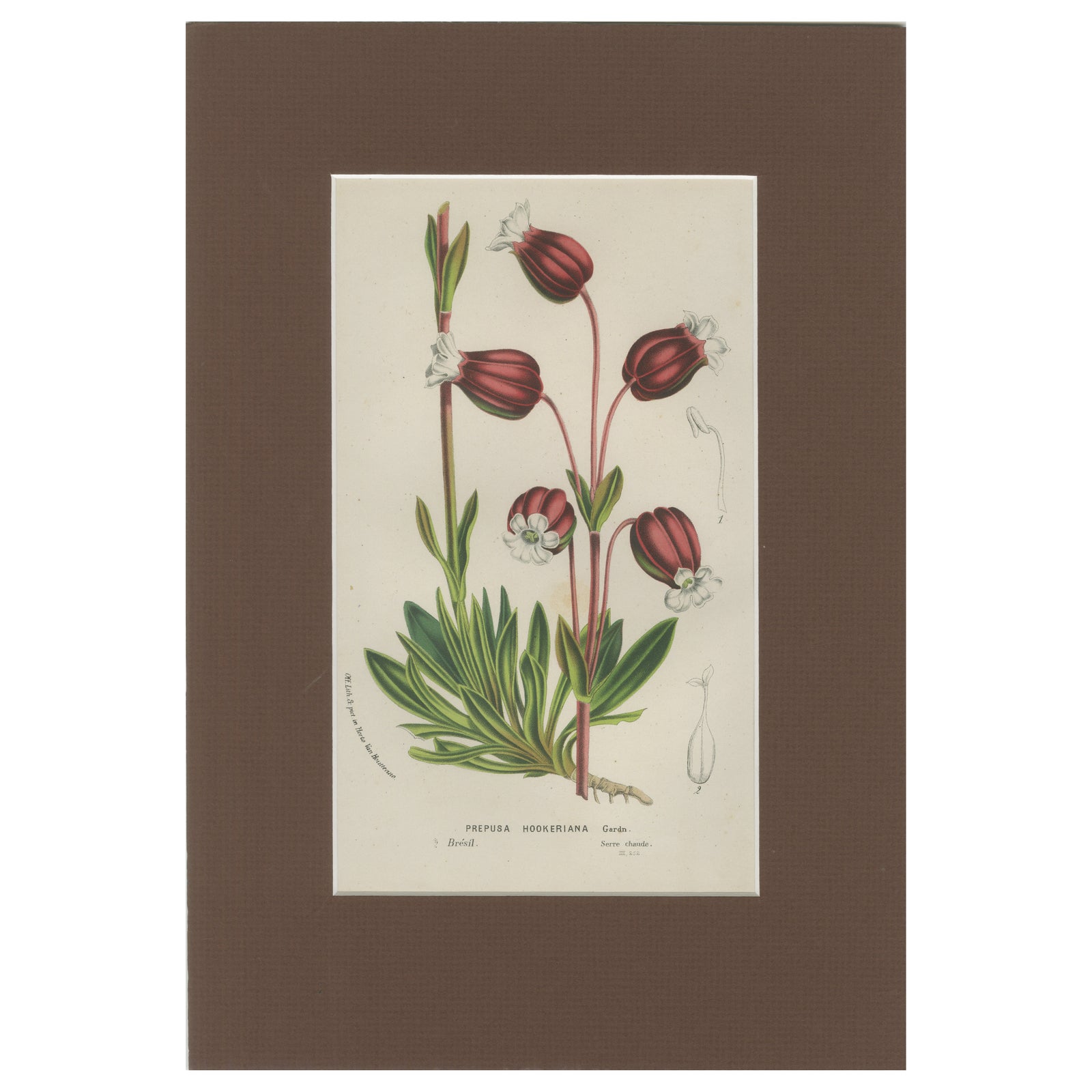 Prepusa hookeriana, A Rare 19th-Century Botanical Print in Elegant Matting