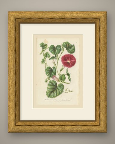 Japanese Morning Glory Punicea Picta, Pharbitis Polymorpha Plate V, 1858, shown framed